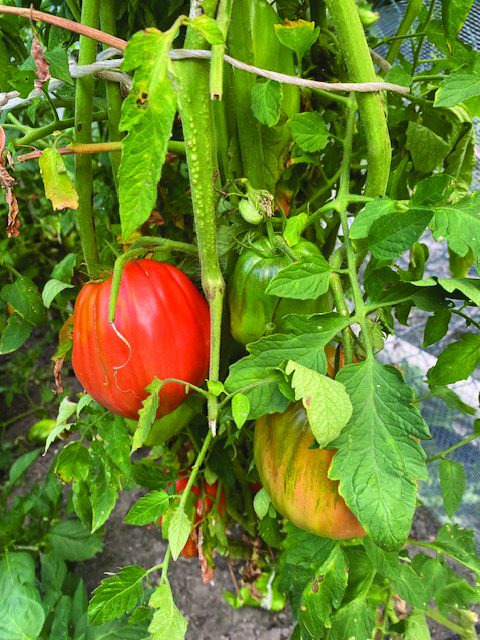 Pomodori costoluti rossi e verdi maturi sulla pianta