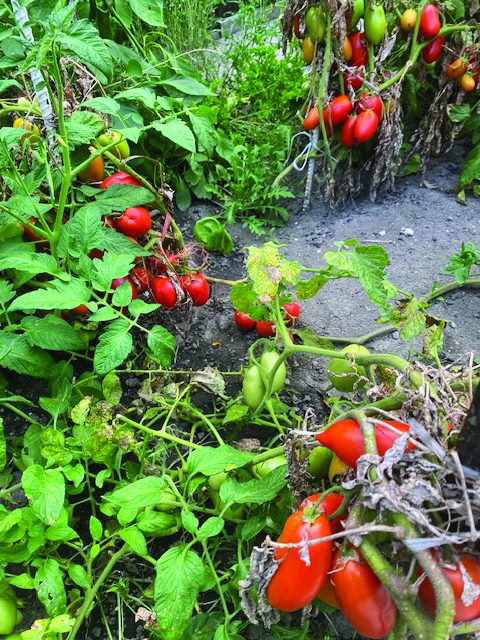Abbondanza di pomodori ciliegia e San Marzano sull'orto