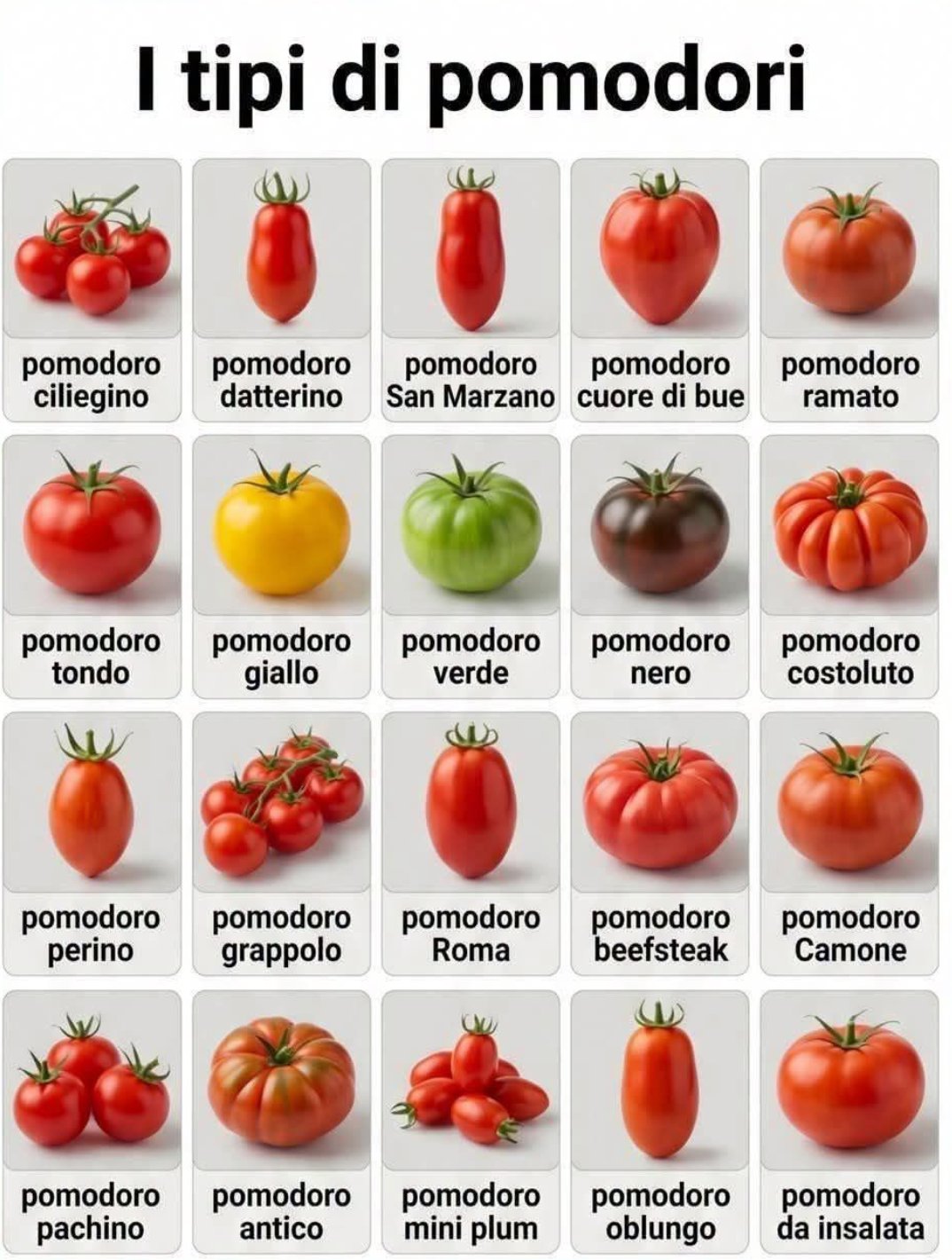 I Tipi di Pomodori — guida illustrata